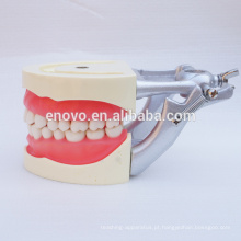 Modelo de ensino dental de goma macia para dentes preparando treinamento 13010